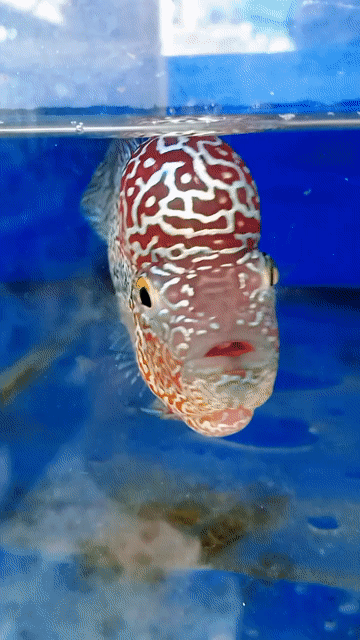 Cá La Hán Kamfa F2. Mua bán Thú cưng khác tại Thành phố Biên Hòa Đồng Nai được đăng bởi guppy  hình 1