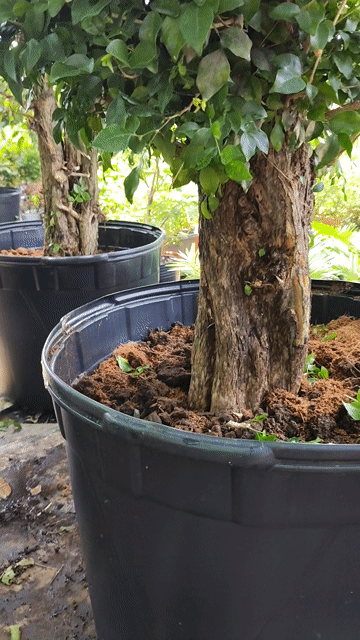 Cây Nguyệt Quế 1.2m Hoa thơm quanh năm. Mua bán Cây cảnh, đồ trang trí tại Huyện Gò Dầu Tây Ninh được đăng bởi Dương hình 1