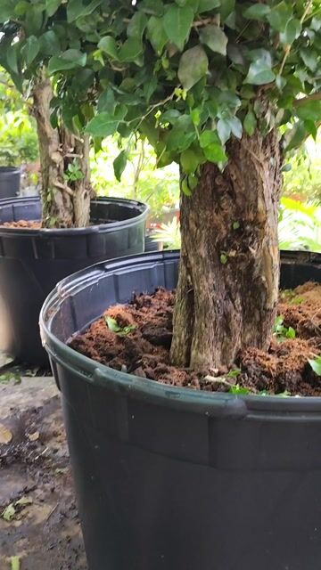 Cây Nguyệt Quế 1.2m Hoa thơm quanh năm. Mua bán Cây cảnh, đồ trang trí tại Huyện Gò Dầu Tây Ninh được đăng bởi Dương hình 1