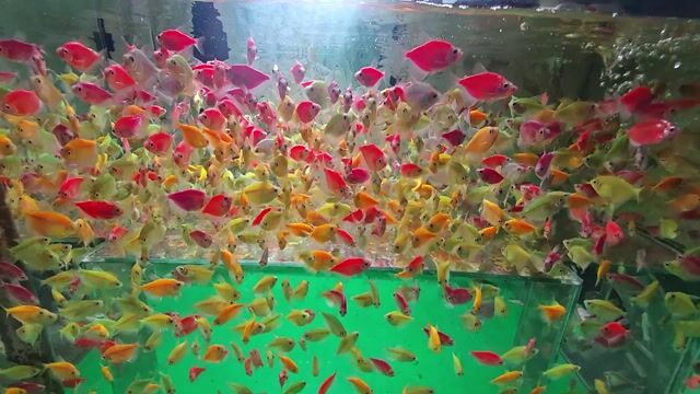 Cá cánh buồm nhiều màu dạ quang. Mua bán Thú cưng khác tại Quận Gò Vấp Tp Hồ Chí Minh được đăng bởi Cá Vàng Oranda và Ranchu hình 1