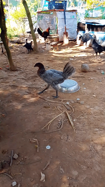 Gà mái Peru Mỹ Mun 4 tháng. Mua bán Gà tại Huyện Cái Bè Tiền Giang được đăng bởi Duy peru Mỹ  hình 1