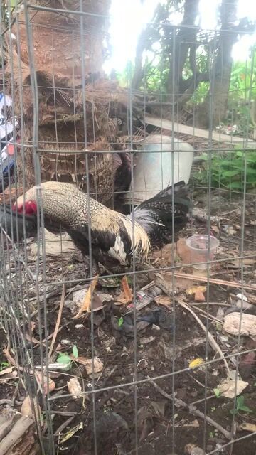 Gà Đen trắng Đực. Mua bán Gà tại Thị xã Ngã Năm Sóc Trăng được đăng bởi Vũ phàm hình 1