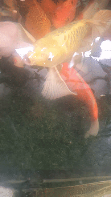 Cá Koi nhiều màu 40cm. Mua bán Thú cưng khác tại Thành phố Vĩnh Yên Vĩnh Phúc được đăng bởi sky hình 1