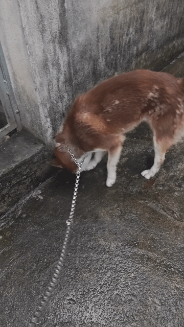 Chó Wooly đực 14 tháng đã tiêm. Mua bán Chó tại Thành phố Vĩnh Yên Vĩnh Phúc được đăng bởi Trần Bảo Anh hình 1