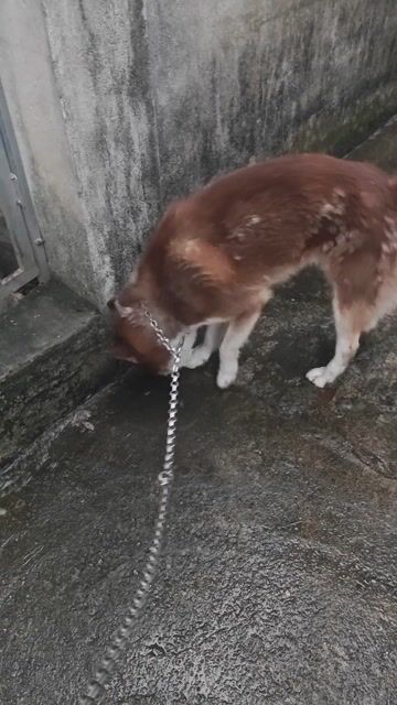 Chó Wooly đực 14 tháng đã tiêm. Mua bán Chó tại Thành phố Vĩnh Yên Vĩnh Phúc được đăng bởi Trần Bảo Anh hình 1