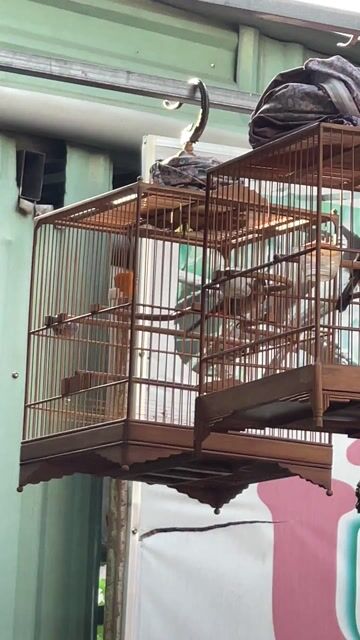 BỘ KHỦNG HẦU BÒ. Mua bán Chim tại Huyện Hóc Môn Tp Hồ Chí Minh được đăng bởi Kiên hình 1