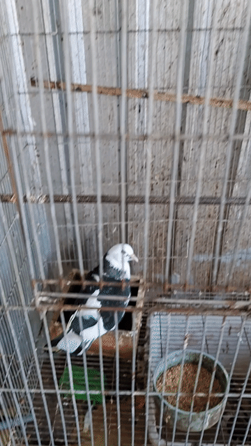 Bồ câu cảnh Đen trắng Khỏe mạnh. Mua bán Chim tại Thành phố Thủ Đức Tp Hồ Chí Minh được đăng bởi Thế Nguyễn hình 1