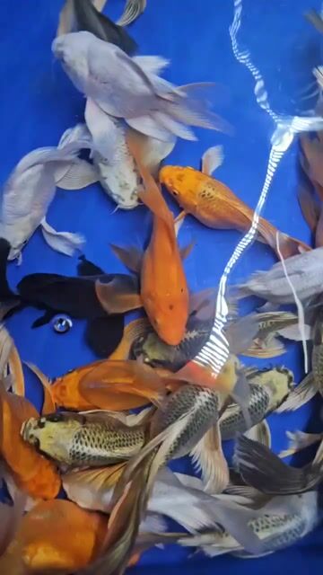 Chép Sư tử supper short cối nhập 20cm size to. Mua bán Thú cưng khác tại  Tp Hồ Chí Minh được đăng bởi Cá cảnh sỉ DK hình 1