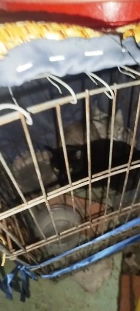 Mèo cảnh Đen Xám. Mua bán Mèo tại Quận 4 Tp Hồ Chí Minh được đăng bởi Thùy Trang Nguyễn Vũ hình 1