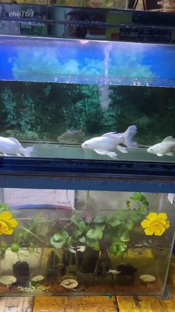Cá chép trắng 23 cm. Mua bán Thú cưng khác tại Thành phố Thủ Đức Tp Hồ Chí Minh được đăng bởi Lê Trung hình 1