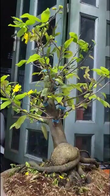 Mai vàng Bonsai 45cm. Mua bán Cây cảnh, đồ trang trí tại Huyện Hóc Môn Tp Hồ Chí Minh được đăng bởi Tạ Thị Tươi hình 1
