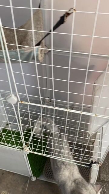 Nhà mèo Lắp ghép Trắng có võng. Mua bán Phụ kiện, Thức ăn, Dịch vụ tại Thành phố Thủ Đức Tp Hồ Chí Minh được đăng bởi Họ Nhà Mèo hình 1