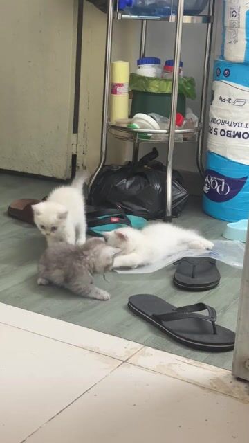 Mèo ALN Thuần Trắng Xám. Mua bán Mèo tại Quận Tân Phú Tp Hồ Chí Minh được đăng bởi Nganle hình 1