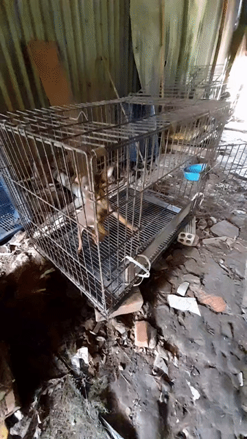 Chó Phốc hươu đực Nâu 2 tháng. Mua bán Chó tại Quận Thốt Nốt Cần Thơ được đăng bởi trại phốc hươu hay còn gọi phốc nai ở quận thốt nốt hình 1