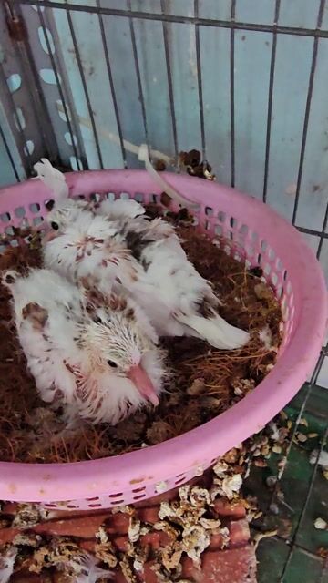 CẶP RIN CU GÁY THÁI. Mua bán Chim tại Thành phố Thủ Đức Tp Hồ Chí Minh được đăng bởi Hung hình 1