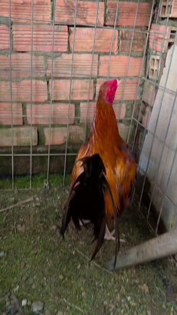 Gà chọi Cuban Mỹ Nâu đỏ 1.7kg. Mua bán Gà tại Thành phố Long Xuyên An Giang được đăng bởi Nhut Truong hình 1