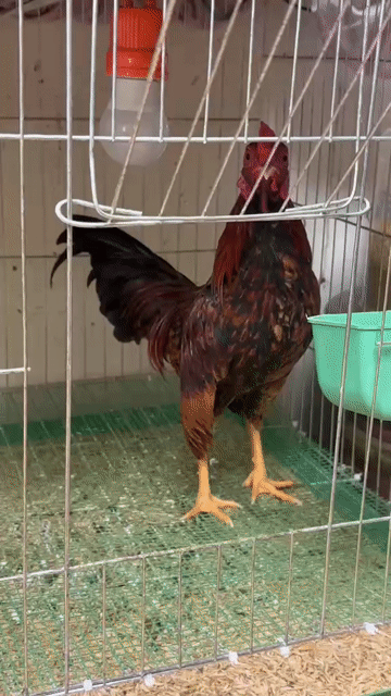 Gà tre bắc trống fom cổ mã dài. Mua bán Gà tại Quận Tây Hồ Hà Nội được đăng bởi Ngô Mạnh Hùng hình 1