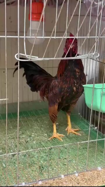 Gà tre bắc trống fom cổ mã dài. Mua bán Gà tại Quận Tây Hồ Hà Nội được đăng bởi Ngô Mạnh Hùng hình 1
