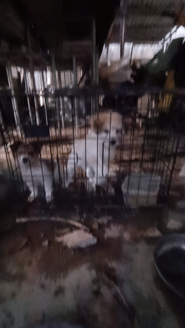 Chó Nhật lai Poodle trắng xám. Mua bán Chó tại Thành phố Thuận An Bình Dương được đăng bởi nguyễn hoàng hình 1