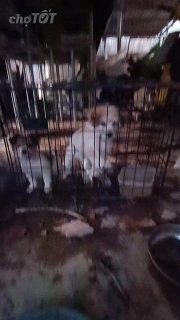 Chó Nhật lai Poodle trắng xám. Mua bán Chó tại Thành phố Thuận An Bình Dương được đăng bởi nguyễn hoàng hình 1