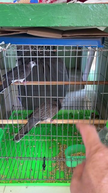 Chim cu gáy. Mua bán Chim tại Quận 7 Tp Hồ Chí Minh được đăng bởi Song Nguyên  hình 1