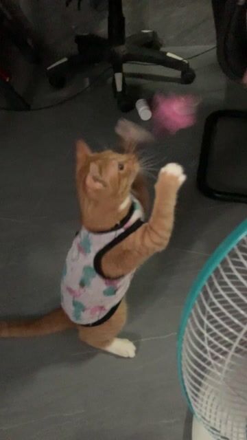 Cho Mèo Vàng. Mua bán Mèo tại Thành phố Tân An Long An được đăng bởi duyen tran hình 1