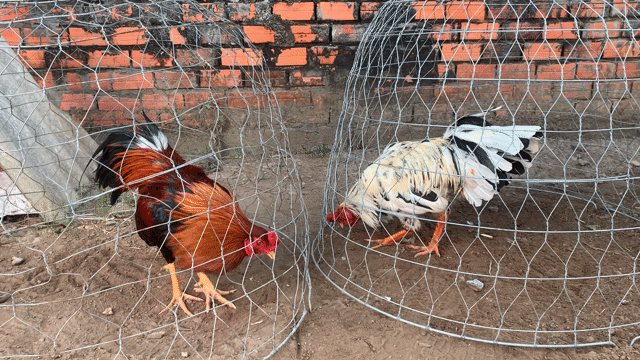 Gà chọi đực 2.85kg. Mua bán Gà tại Huyện Càng Long Trà Vinh được đăng bởi Di hình 1