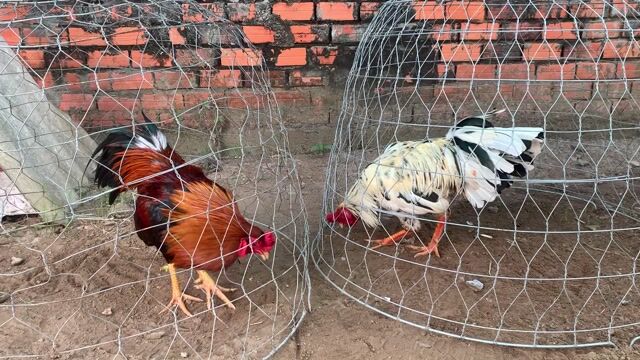 Gà chọi đực 2.85kg. Mua bán Gà tại Huyện Càng Long Trà Vinh được đăng bởi Di hình 1