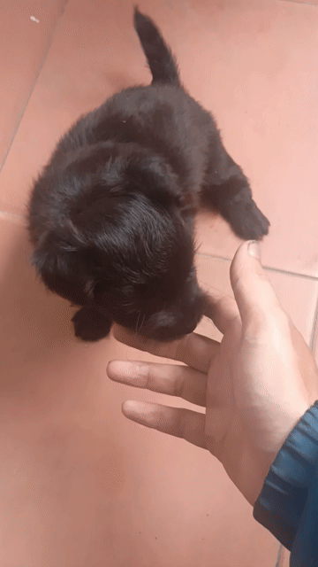 Chó con cái đen 1 tháng. Mua bán Chó tại Quận Gò Vấp Tp Hồ Chí Minh được đăng bởi Nghĩa hình 1