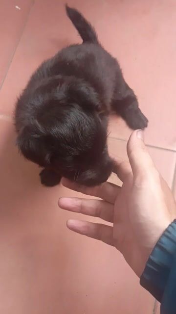 Chó con cái đen 1 tháng. Mua bán Chó tại Quận Gò Vấp Tp Hồ Chí Minh được đăng bởi Nghĩa hình 1