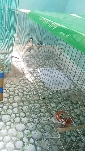 Chim chào mào một cặp. Mua bán Chim tại Thành phố Thủ Đức Tp Hồ Chí Minh được đăng bởi Nguyễn Phong hình 1