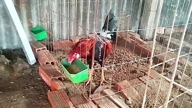 Tóp 5 bé asill mỹ mau chơi. Mua bán Gà tại Huyện Chợ Mới An Giang được đăng bởi tre tt hình 1