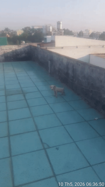 Chó Larando F1 Trắng. Mua bán Chó tại Huyện Hóc Môn Tp Hồ Chí Minh được đăng bởi Hoangphi Hoangphi hình 1