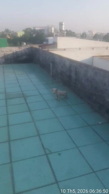 Chó Larando F1 Trắng. Mua bán Chó tại Huyện Hóc Môn Tp Hồ Chí Minh được đăng bởi Hoangphi Hoangphi hình 1