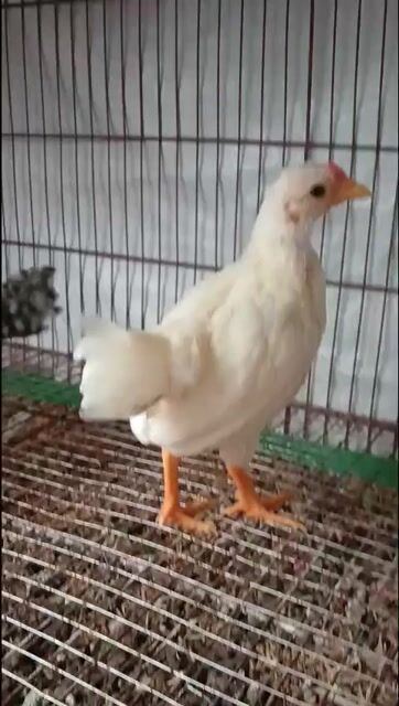 Gà tre 200g 1.5 tháng tuổi. Mua bán Gà tại Huyện Bình Chánh Tp Hồ Chí Minh được đăng bởi Thuận Nguyễn  hình 1