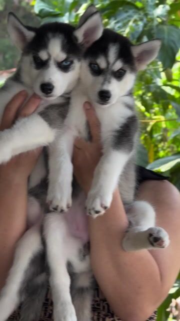 Chó Husky đực cái 50 ngày đã tiêm. Mua bán Chó tại Huyện Châu Thành Tây Ninh được đăng bởi Nguyễn Ngân hình 1