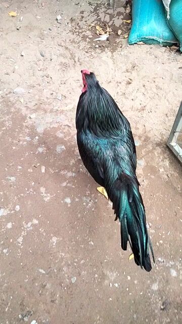 Gà chọi 2.7kg ô ước. Mua bán Gà tại Quận Bình Thuỷ Cần Thơ được đăng bởi phóng bụi  hình 1