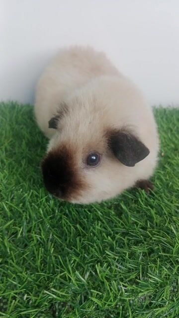 Bọ ú Teddy cái. Mua bán Thú cưng khác tại Quận Gò Vấp Tp Hồ Chí Minh được đăng bởi Đăng Khoa  hình 1