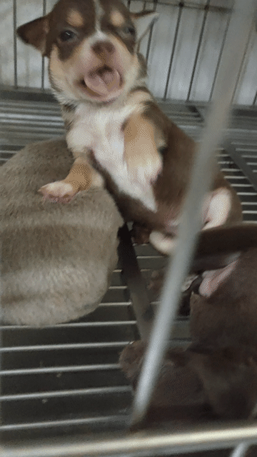 Chó Chihuahua cái socola 4 mắt. Mua bán Chó tại Quận Bình Thạnh Tp Hồ Chí Minh được đăng bởi Phương hình 1