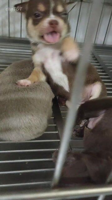 Chó Chihuahua cái socola 4 mắt. Mua bán Chó tại Quận Bình Thạnh Tp Hồ Chí Minh được đăng bởi Phương hình 1
