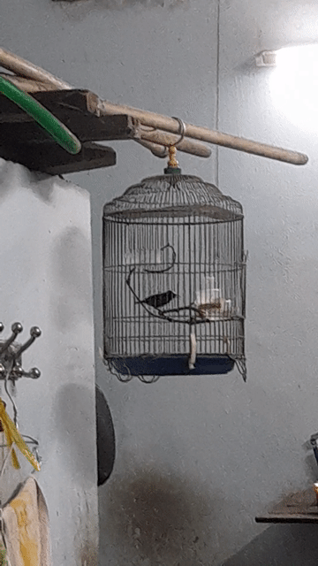 Chim hút mật Bảy màu Một mùa. Mua bán Chim tại Quận 11 Tp Hồ Chí Minh được đăng bởi Anh Quoc hình 1