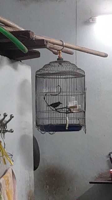 Chim hút mật Bảy màu Một mùa. Mua bán Chim tại Quận 11 Tp Hồ Chí Minh được đăng bởi Anh Quoc hình 1