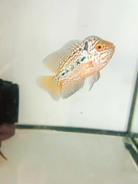 kamfa f2 gene gb. Mua bán Thú cưng khác tại Huyện Bình Chánh Tp Hồ Chí Minh được đăng bởi Tuyen hình 1