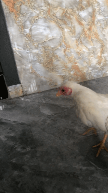 Gà Nhạn cộc mái Trắng. Mua bán Gà tại Thành phố Bà Rịa Bà Rịa - Vũng Tàu được đăng bởi Thuận Mèo hình 1