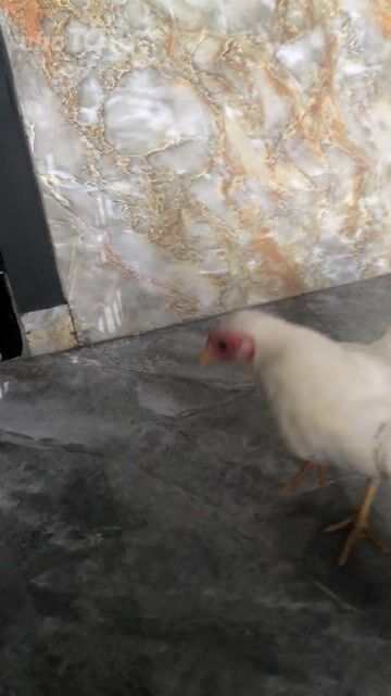 Gà Nhạn cộc mái Trắng. Mua bán Gà tại Thành phố Bà Rịa Bà Rịa - Vũng Tàu được đăng bởi Thuận Mèo hình 1