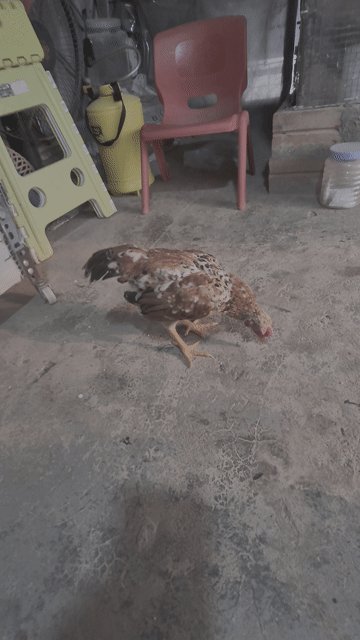 Gà tre Bắc cộc mơ. Mua bán Gà tại Quận Hoàng Mai Hà Nội được đăng bởi Trần Văn Đường hình 1