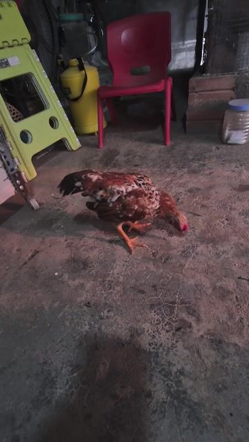 Gà tre Bắc cộc mơ. Mua bán Gà tại Quận Hoàng Mai Hà Nội được đăng bởi Trần Văn Đường hình 1