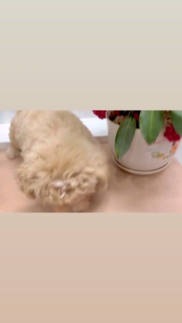 Chó phốc sóc lai 2 tháng tuổi. Mua bán Chó tại Quận Long Biên Hà Nội được đăng bởi LA Nguyen hình 1