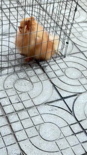Chó Phốc Sóc đực nâu vàng. Mua bán Chó tại Thị xã Phú Mỹ Bà Rịa - Vũng Tàu được đăng bởi tu Nguyen hình 1