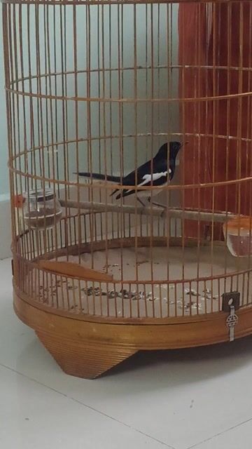 chuyền mùa 2 hót xòe. Mua bán Chim tại Huyện Bình Chánh Tp Hồ Chí Minh được đăng bởi thiện chim than hình 1